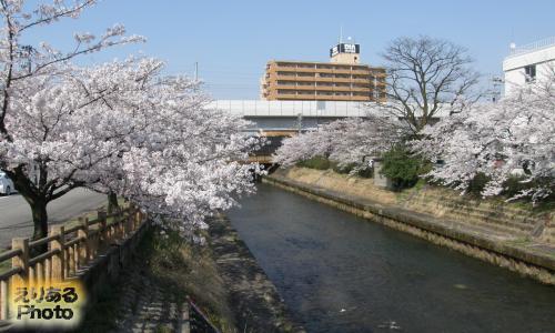 いたち川の両岸の桜