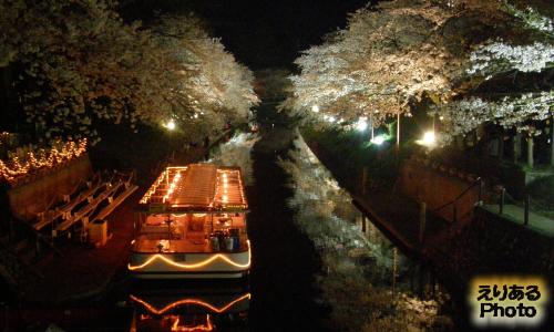 松川の両岸の夜桜@富山