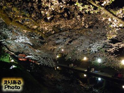松川の両岸の夜桜@富山