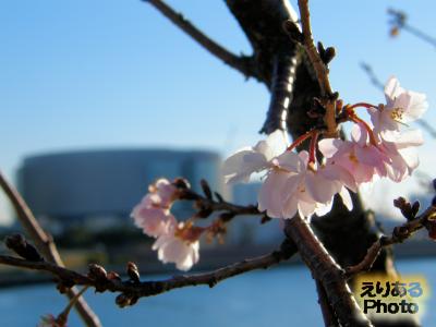 春海橋公園の寒桜２０１４