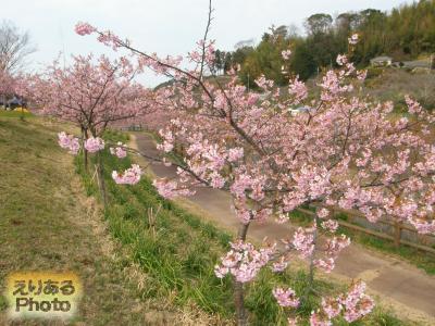 佐久間ダム湖周辺の河津桜２０１５