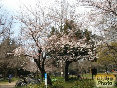 日比谷公園の桜２０１５