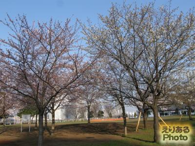 豊洲公園の桜２０１５