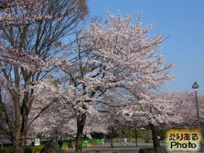 飛鳥山公園の桜２０１５