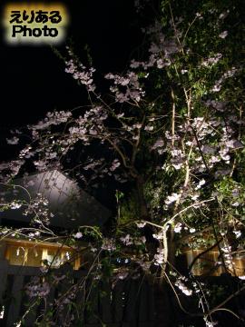 福徳神社の桜