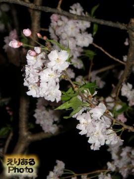 福徳神社の桜