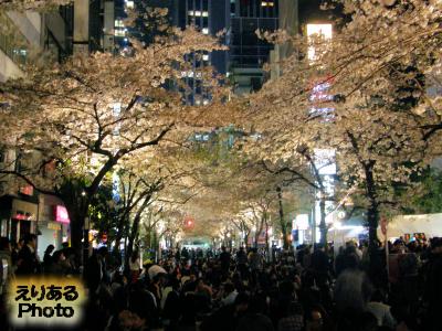 八重洲さくら通りの桜と日八会さくら祭り 2015