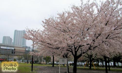 豊洲公園の桜２０１５