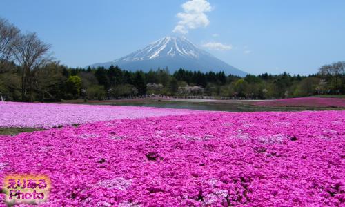 富士芝桜まつり2015
