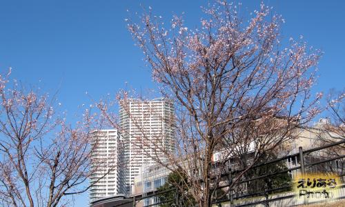 春海橋公園の寒桜2015-16