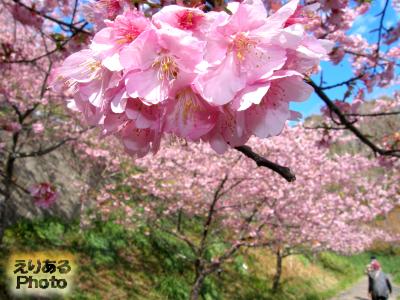 佐久間ダム湖周辺の河津桜