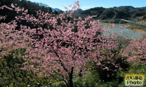 佐久間ダム湖周辺の河津桜