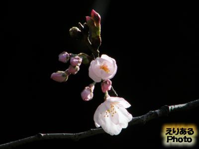 靖国神社 標準木 桜は２厘開花