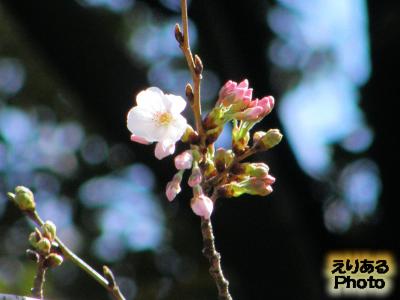 靖国神社 標準木 桜はもう１厘開花