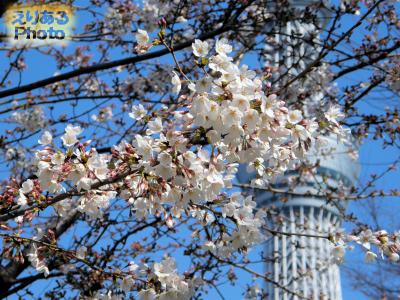 隅田公園の桜2016