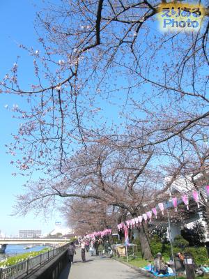 墨堤通りの桜2016