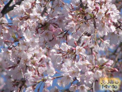 隅田公園の桜2016