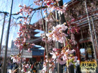 浅草寺の桜2016
