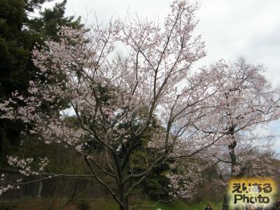 皇居乾通り一般公開の桜2016
