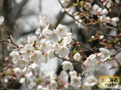 皇居乾通り一般公開の桜2016