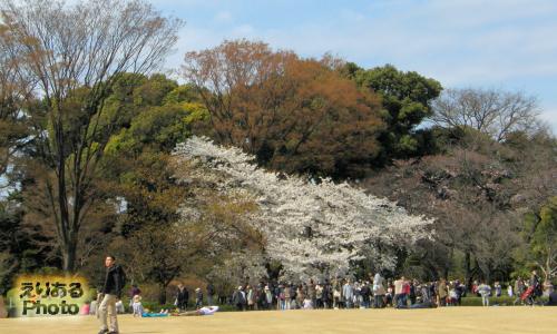 皇居東御苑の桜2016