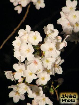 八重洲さくら通りの桜2016