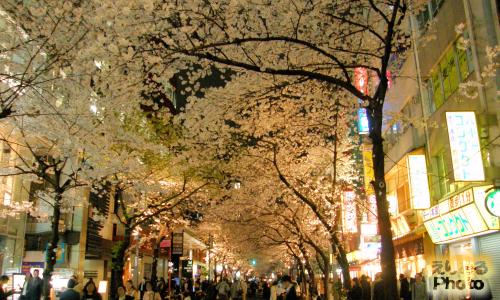 八重洲さくら通りの桜2016