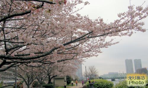 越中島公園の桜2016