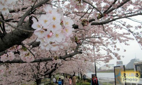 石川島公園の桜2016