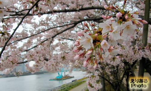 豊洲運河沿いの桜2016