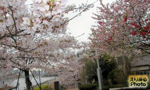 豊洲運河沿いの桜2016