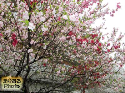 豊洲運河沿いの花2016