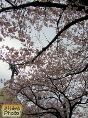 晴海の桜2016