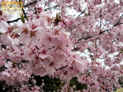 皇居東御苑の桜2016