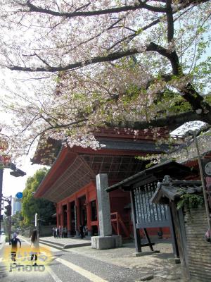 大本山増上寺の桜2016