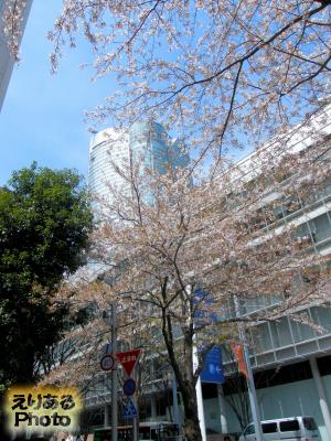 六本木さくら坂の桜2016