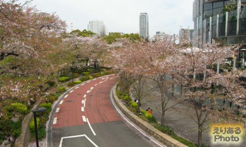 東京ミッドタウンの桜2016