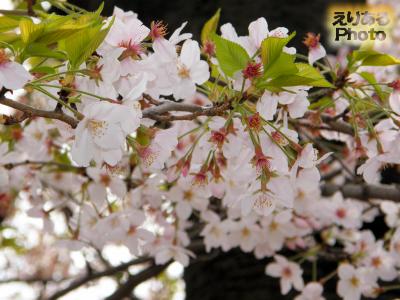 辰巳の森緑道公園の桜2016