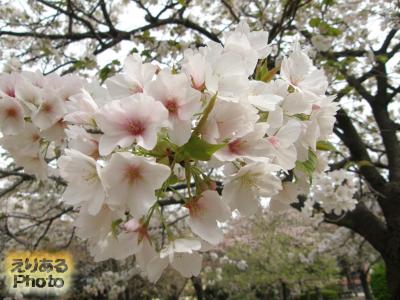 辰巳の森緑道公園の桜2016