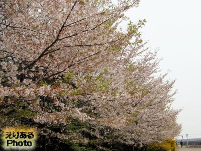 辰巳の森海浜公園の桜2016
