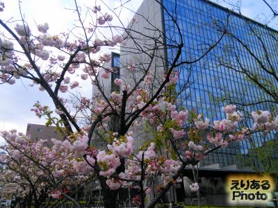 八重桜＠NBF豊洲キャナルフロント