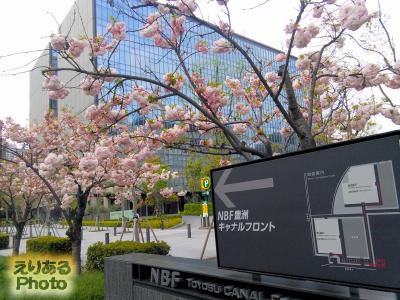 八重桜＠NBF豊洲キャナルフロント
