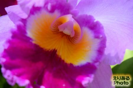 夢の島熱帯植物館の花2016