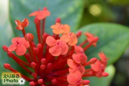 夢の島熱帯植物館の花2016