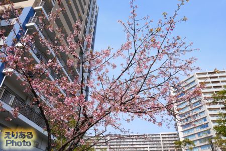 豊洲の桜2017