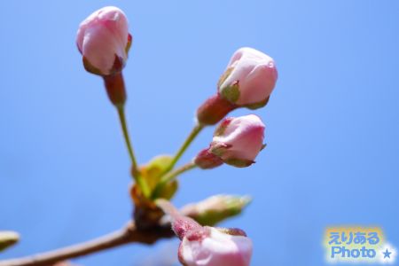 2017年豊洲公園の桜
