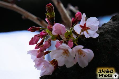 2017年豊洲の桜