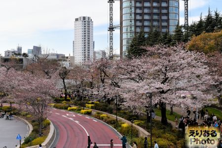 2017年東京ミッドタウンの桜