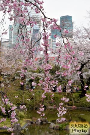 2017年毛利庭園の桜