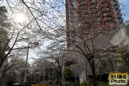 2017年六本木さくら坂の桜